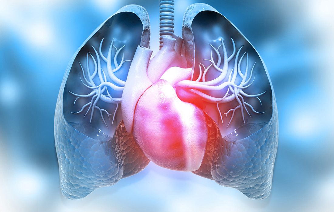 Lungs and Heart Illustration